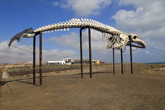 Whale skeleton display at Las Salinas del Carmen, Fuerteventura, Canary Islands, Spain, Europe