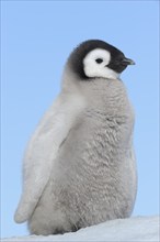 Emperor penguins (Aptenodytes forsteri), Chick, Snow Hill Island, Antartic Peninsula, Antarctica