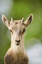 Alpine ibex (Capra ibex) youngster, portrait, wildlife Park Aurach near Kitzbuehl, Austria, Europe