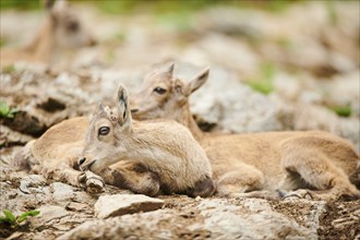 Alpine ibex (Capra ibex) youngsters, lying on a rock, wildlife Park Aurach near Kitzbuehl, Austria,