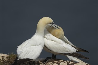 Northern gannet (Morus bassanus) two adult birds courting on a cliff top, Yorkshire, England,