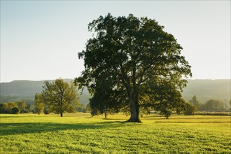 Large oak trees at Greifensee in the evening light, Canton of Zurich, Switzerland, Europe