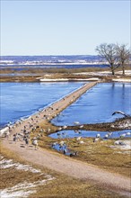 View at a flock of cranes at lake Hornborgasjön on an early sunny spring day, Hornborgasjön,