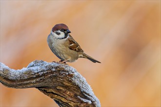 Tree sparrow, eurasian tree sparrow (Passer montanus) Sunrise, frost, winter feeding, hoarfrost,