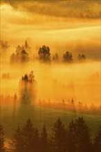 Fog and forest at the Rothenthurm high moor, Canton Schwyz, Switzerland, Europe