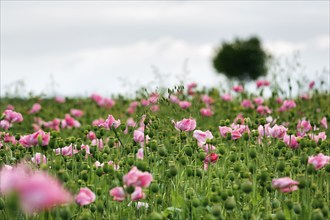 Opium poppy (Papaver somniferum), cultivation of edible poppy, poppy field, pink flowers and seed