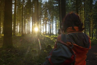 Beautiful fir forest with low sun