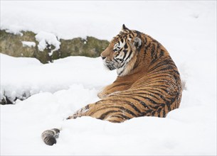 Siberian tiger (Panthera tigris altaica) lying in the snow, captive, Germany, Europe