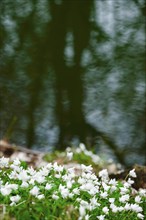 Wood anemone (Anemone nemorosa), Germany, Europe