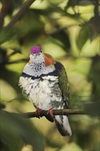 Superb fruit dove (Ptilinopus superbus), male, captive, occurring in Asia and Australia