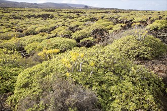 Euphorbia balsamifera Kleinia Nerifolia growing on lava flows Malpais de Corona, Lanzarote, Canary