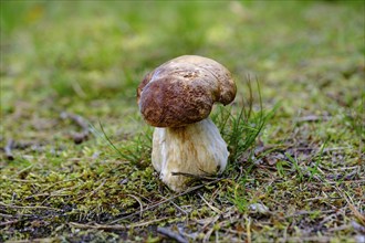 Small porcini mushroom on mossy and grassy forest floor