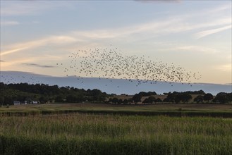 Flock of birds in the evening sky over fields at sunset, Rügen