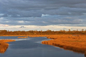 A peaceful river surrounded by reeds under a dramatically illuminated evening sky, view into the