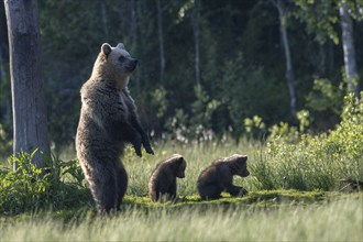 Brown bear (Ursus arctos) in the Finnish taiga, Kuusamo, Finland, Europe