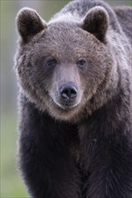 Brown bear (Ursus arctos) in the Finnish taiga, Kuusamo, Finland, Europe