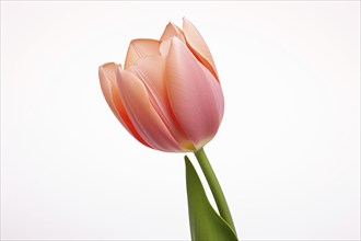 Single pink tulip spring flower in front of white background. KI generiert, generiert AI generated