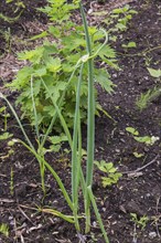 Allium fistulosum, Green Onion plant growing in vegetable garden plot in backyard in spring,