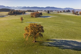 Aerial view of autumn-coloured oaks and trees, hoarfrost, view of Zugspitze and Ammergebirge,