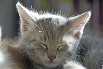 Sleeping two-month-old domestic cat (Felis silvestris f. catus), kitten