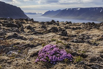 Pink coloured flowers in a lava field, fjord and mountains behind, backlight, summer, Westfjords,