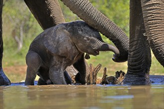 African elephant (Loxodonta africana), young animal, with mother, baby elephant, calf, at the