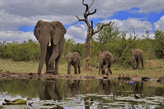 African elephant (Loxodonta africana), adult, female, mother, young, mother with young, at the