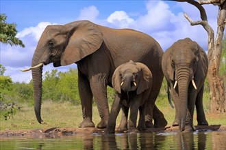 African elephant (Loxodonta africana), adult, juvenile, group, group with juveniles, at the water,