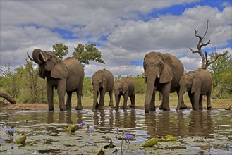 African elephant (Loxodonta africana), adult, juvenile, group, herd, at the water, drinking, Kruger