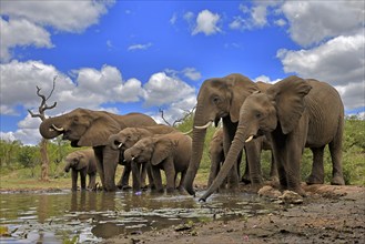 African elephant (Loxodonta africana), adult, juvenile, group, herd, at the water, drinking, Kruger