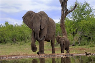 African elephant (Loxodonta africana), juvenile, mother, adult, female, mother with juvenile, at