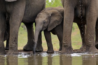 African elephant (Loxodonta africana), young animal, mother, young animal with mother, at the