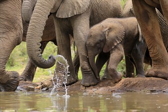 African elephant (Loxodonta africana), young animal, calf, baby elephant, mother, young animal with