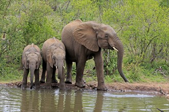 African elephant (Loxodonta africana), juvenile, mother, adult, female, mother with two juveniles,