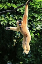 Yellow-cheeked gibbon, Yellow-cheeked gibbon (Nomascus gabriellä), adult, female, hanging in a