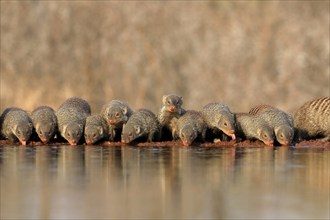 Zebra mongoose (Mungos mungo), adult, group, at the water, drinking, Kruger National Park, Kruger