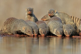 Zebra mongoose (Mungos mungo), adult, group, at the water, drinking, Kruger National Park, Kruger