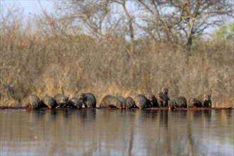 Zebra mongoose (Mungos mungo), adult, group, at the water, drinking, Kruger National Park, Kruger