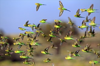 Budgerigar (Melopsittacus undulatus), Tibooburra, Sturt National Park, New South Wales, Australia,