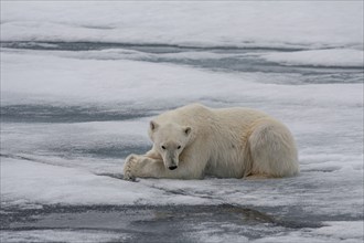 Polar bear (Ursus maritimus), lying, peaceful, pack ice, ice floes, Spitsbergen