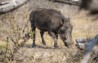 Common warthog (Phacochoerus africanus), foraging, Kruger National Park, South Africa, Africa