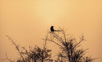 Silhouette in front of an atmospheric dawn, sunrise, Kruger National Park, South Africa, Africa