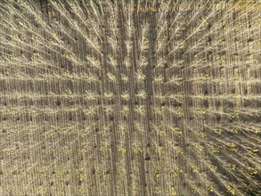 European Aspen (Populus tremula) in autumnal colours. Cultivated for timber. Aerial view. Drone