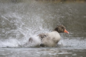 Greylag goose (Anser anser), bathing, water splashes, motion blur, Hesse, Germany, Europe