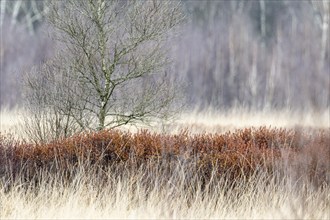 Birch trees (Betula pendula) and bog myrtle (Myrica gale), Emsland, Lower Saxony, Germany, Europe