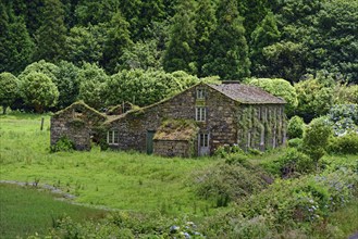 Old stone farmhouse overgrown with plants in a green, wooded area, crater circular hiking trail,