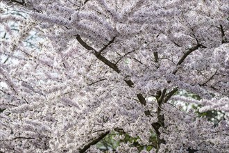 Japanese cherry (Prunus serrulata), Province of Drenthe, Netherlands