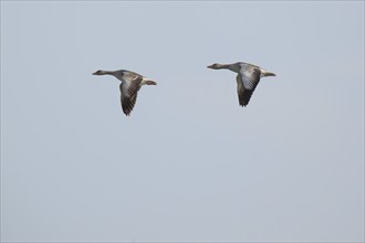 Greylag geese (Anser anser) in flight, Hauke-Haien-Koog nature reserve, North Friesland,