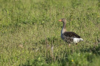 Greylag goose (Anser anser) in tall grass, Hauke-Haien-Koog nature reserve, North Frisia,