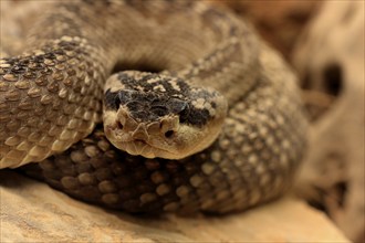 Black-tailed rattlesnake (Crotalus molossus), adult, on rocks, warming up, sunbathing, Sonoran